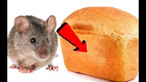 как избавиться от мышей в частном доме.mp4