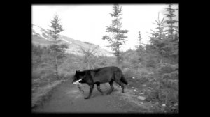 Wildlife crossings stop roadkill. Why aren't there more?