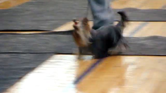 Региональная Новосибирск 24.01.10 Кобели Юниоры 2.MPG смотреть онлайн