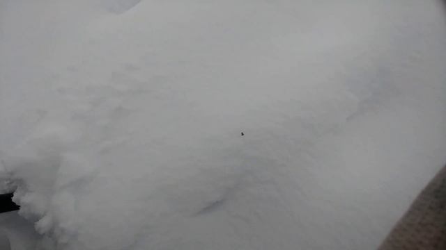 Пауки зимой ходят по снегу. 26 Октября. Впервые в России. Это Якутия. смотреть онлайн