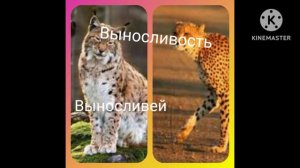 гепард vs рысь