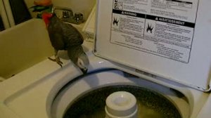 Попугай стирает сам