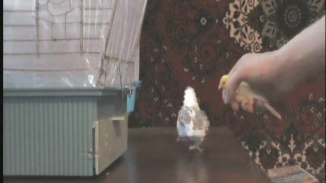 Волнистый Попугай vs Канарейки смотреть онлайн