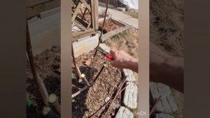 Весенняя обрезка гортензий Пастель Грин и Конфетти.