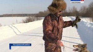 Житель посёлка Шувалово в Костромском районе приручил… волка