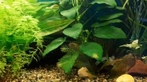 Безопасная замена внутреннего фильтра в аквариуме.#Будни аквариума.#AQUAEL #TURBO FILTER 1000???