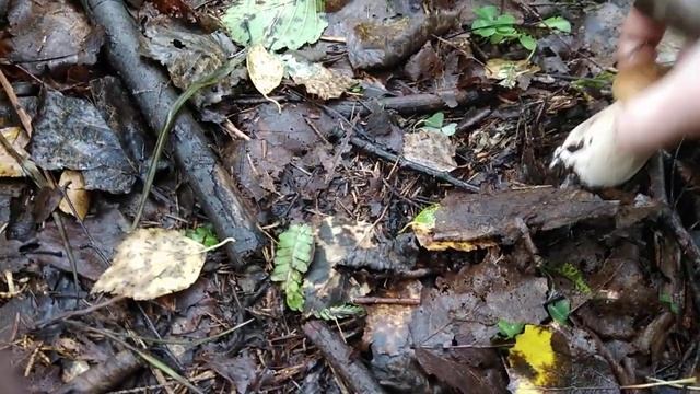 ГРИБНАЯ ОХОТА/Как же это красиво смотреть онлайн