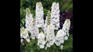 Какие цветы посеять на рассаду в январе-феврале