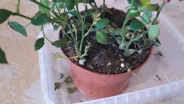 Как ухаживать за комнатной розой после покупки. Черенкование комнатных роз. indoor roses
