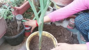 How to Grow Gladiolus In India | Taking Care of Gladiolus