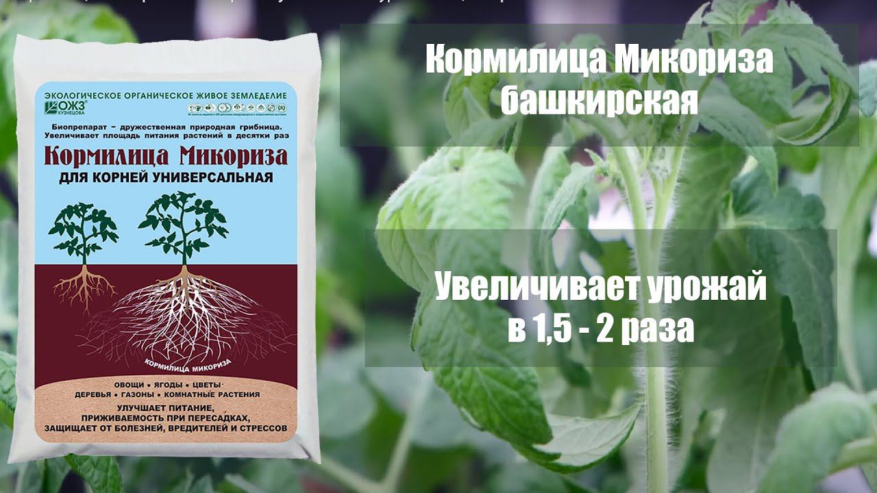 Кормилица Микориза башкирская увеличивает урожай в 1,5 - 2 раза