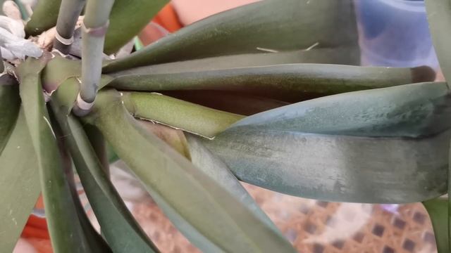 ТРУБЧАТЫЕ ЛИСТЬЯ ОРХИДЕЙ РВУТСЯ САМИ, ИНОГДА ИХ НУЖНО РЕЗАТЬ. ЧТО ЭТО ОЗНАЧАЕТ/ Сима смотреть онлайн