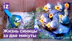 Свила гнездо, высидела яйца, вырастила птенцов: жизнь синицы внутри скворечника за две минуты