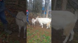 покрытие или спаривание или вязка коз.Коза.козел.2часть. как быстро это происходит) #коза #козел