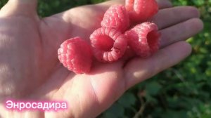 Энросадира малина мечта!