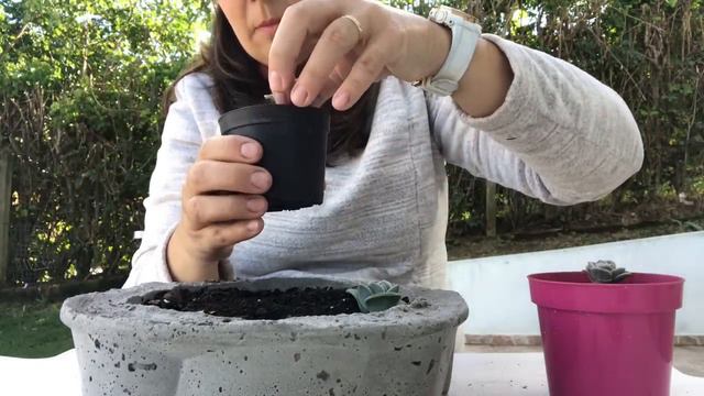 Minha coleção da Echeverias Lovely rose смотреть онлайн