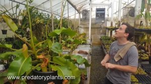 Removing flower spikes from Nepenthes truncata "Titan"