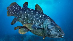 189.Трофеи 44.mp4