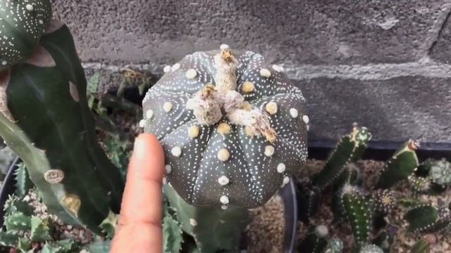 Astrophytum asterias (colección de cactus) PARTE 1 смотреть онлайн