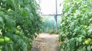 Отзывы о томатах Махитос F1 и Государь F1. На помидоркино.рф http://xn--d1ahbhhkbddbq.xn--p1ai/