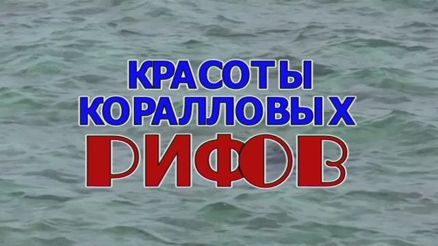 Красоты коралловых рифов