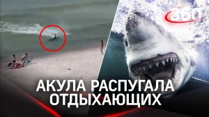 Голодная акула в погоне за добычей распугала отдыхающих на пляже в Алабаме