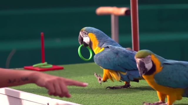 Dubai Dolphinarium Exotic Bird Show смотреть онлайн