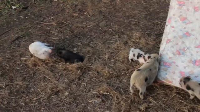 Горка для свинок! Минипиги, минипиг, микропиги, микропиг, minipig, micropig, горка смотреть онлайн