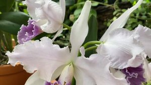?? Две Похожие Каттлеи. Продавать или Нет? Cattleya Canhamiana, C. purpurata