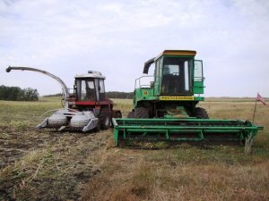 Combine DON-680 harvesting corn for silage /// Комбайн ДОН-680 на уборке кукурузы на силос