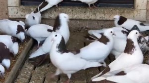 ВИШНЁВЫЕ ШЕЙКИ МАРКА В МОСКВЕ. ОТВЕЧАЮ НА ВОПРОСЫ. #pigeons# #Tauben##көгершіндер##աղավնիներ#