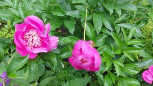Пион Неон.Расцвел последним.Июль 2022.