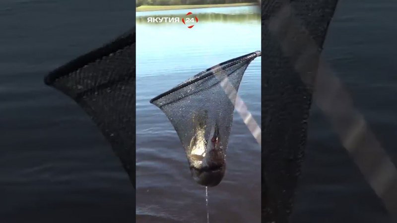 Приятно чувствовать тяжесть на той стороне рыболовной лески