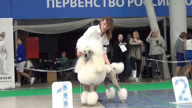 554 24.04.2022. Моно пуделей. Екатеринбург. NORD FOREST DIAMOND смотреть онлайн