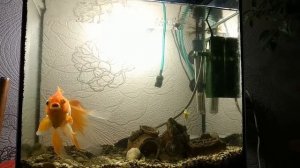 Охота Золотой рыбки на гуппи