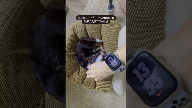 #тримминг сладкой #чихуахуа 🐶 смотреть онлайн