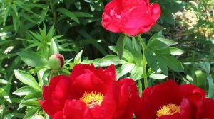 Прекрасная музыка Сергея Грищука! Самая красивая мелодия в мире! Музыка любви#1