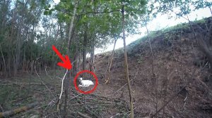 Коза НЕ ВЕРНУЛАСЬ из леса. НЕ ОЖИДАЛИ ТАКОЕ УВИДЕТЬ...
