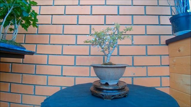 Вишня вырезанная японская Kojou no mai Prunus incisa Kojou no mai 2021 год весна смотреть онлайн