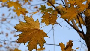 гр Восток Танец желтых листьев