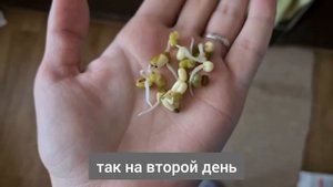 Простой способ проращивания бобов в тетрапаке из под молока