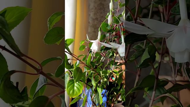 Фуксия белая