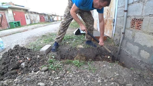 Сажаем виноград Мускат гамбургский