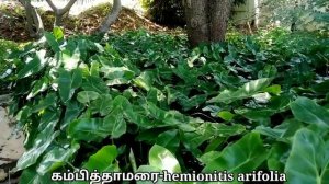 கம்பித்தாமரை/Kambithamarai/Hemionitis arifolia/Mooligai manithan