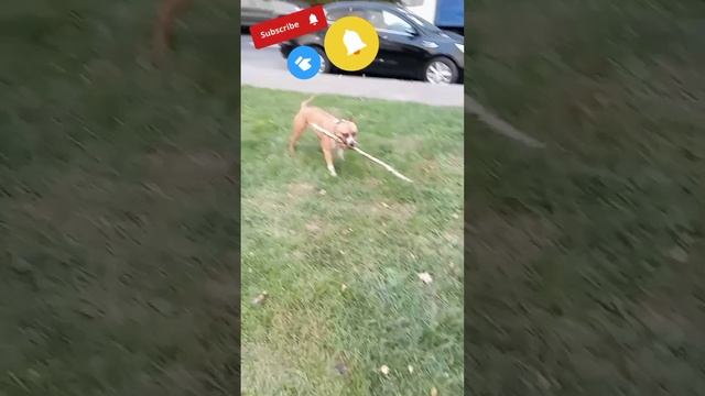 Амстафф Джойя/Американский Стаффордширский Терьер смотреть онлайн