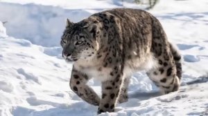 Узбекистонда яшовчи ноёб хайвонлар