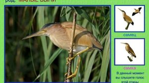 Выпи. Голоса птиц России