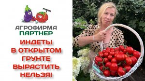 Индеты в открытом грунте выращивать нельзя! А я говорю - можно!