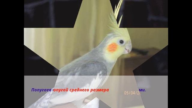 Все о Кореллах !!