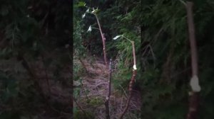 Новинка!!! Дерево чёрной смородины.Чёрная смородина на штамбе. Как это сделать.